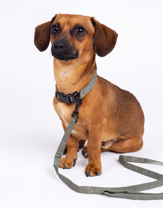 Faire une laisse de chien et collier