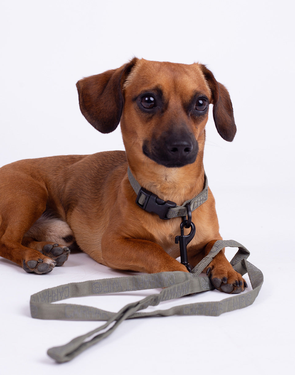 Faire une laisse de chien et collier