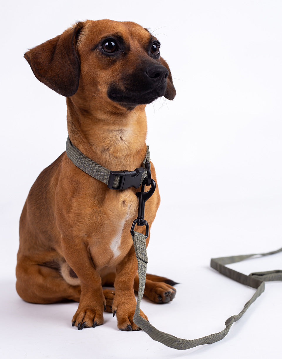 Faire une laisse de chien et collier